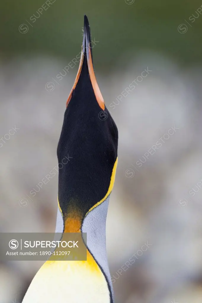 King penguin Aptenodytes patagonicus, Gold Harbour, South Georgia, Antarctic, Polar Regions