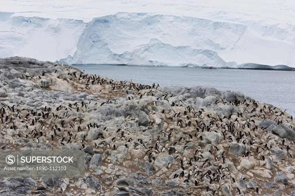 Adelie penguin colony Pygoscelis adeliae, Commonwealth Bay, Antarctica, Polar Regions