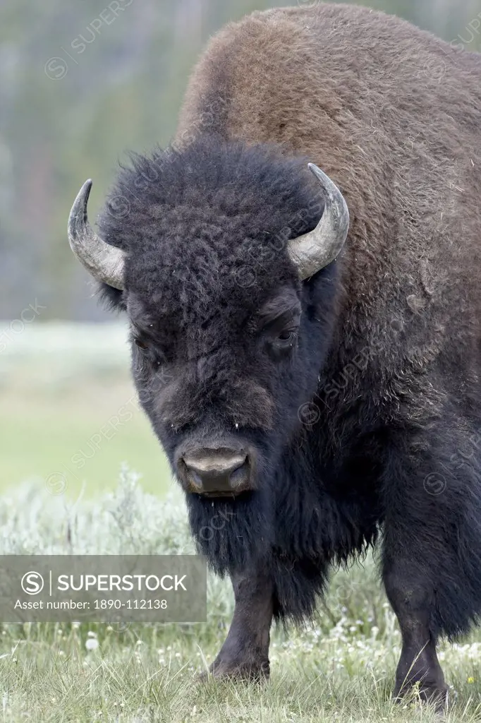Bison Bison bison, Yellowstone National Park, UNESCO World Heritage Site, Wyoming, United States of America, North America