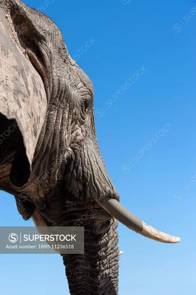 African elephant (Loxodonta africana), Addo Elephant National Park, South Africa, Africa