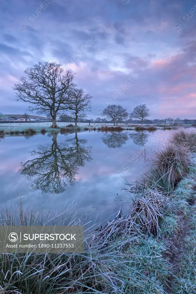 Frosty winter morning beside a rural pond, Morchard Road, Devon, England, United Kingdom, Europe