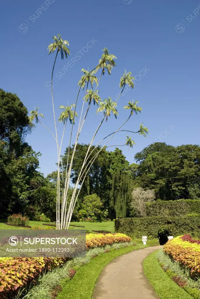 Peradeniya Botanic Gardens, Kandy, Hill Country, Sri Lanka, Asia