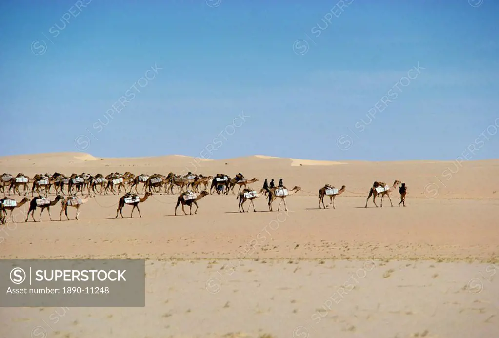 Camel train carrying salt, Taoudenni, Timbuktoo, Mali, Africa