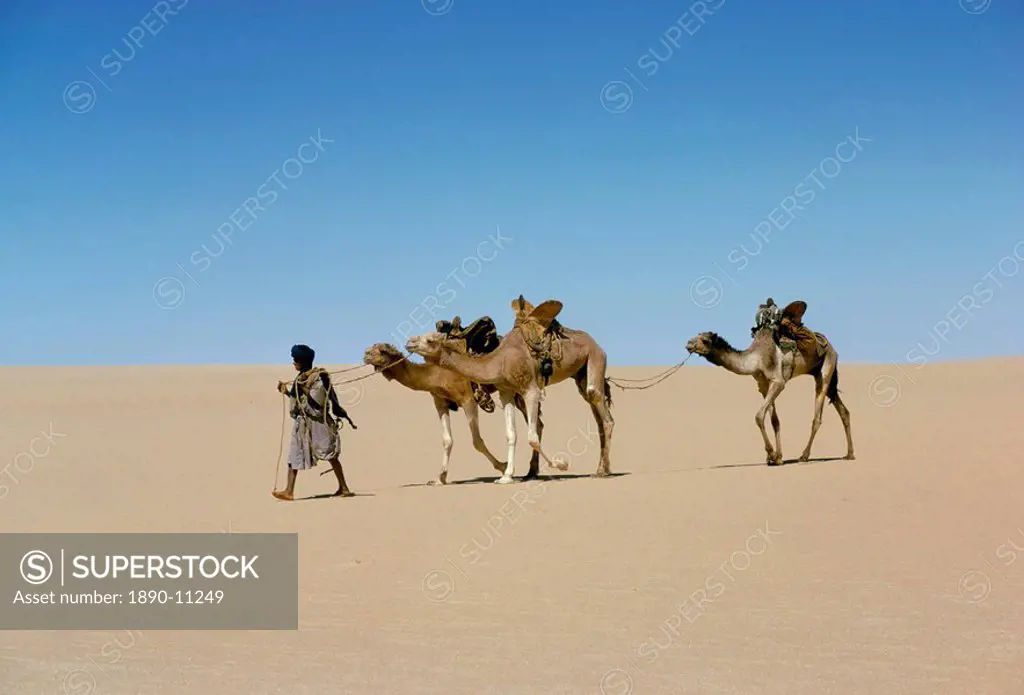Part of escort to camel train in Empty quarter of Mauritania_Mali, Africa