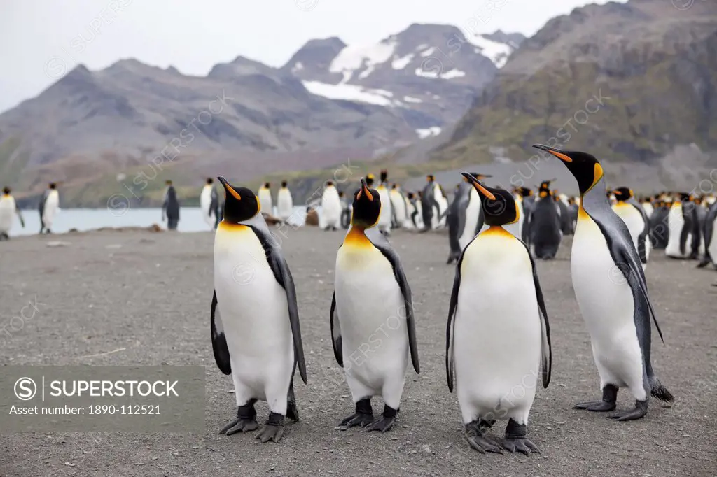 King penguins Aptenodytes patagonicus, Gold Harbour, South Georgia, Antarctic, Polar Regions
