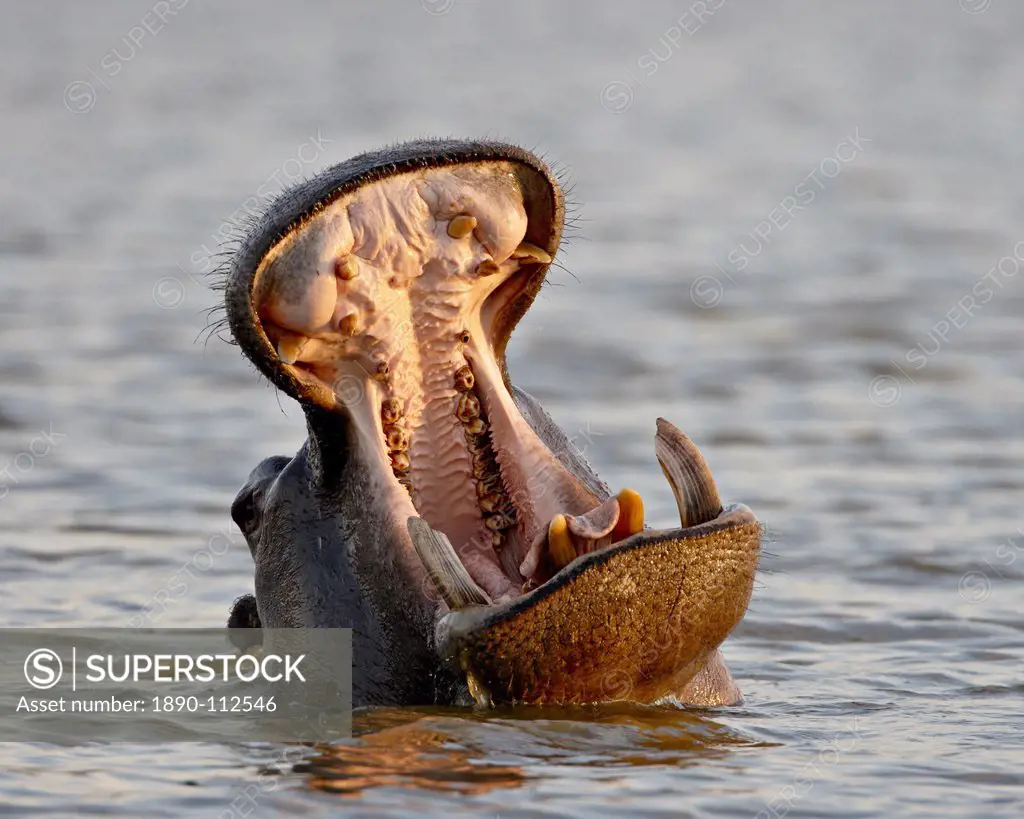 Hippopotamus Hippopotamus amphibius yawning, Kruger National Park, South Africa, Africa