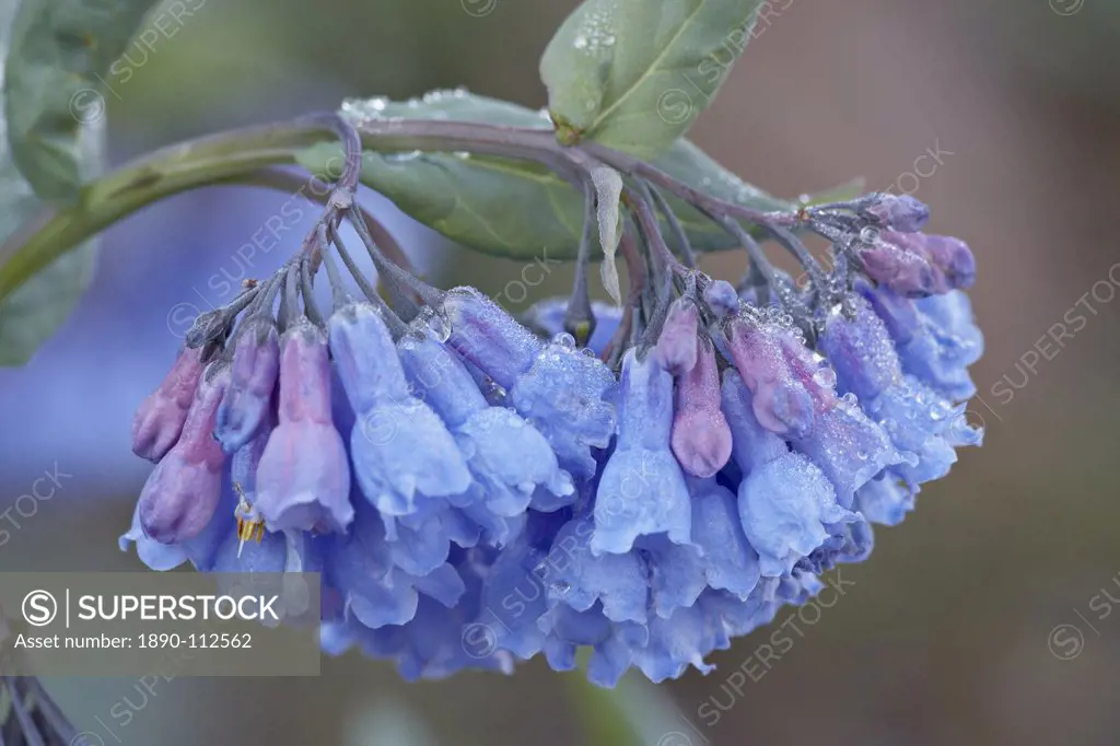 Bluebell Campanula rotundifolia, Shoshone National Forest, Wyoming, United States of America, North America