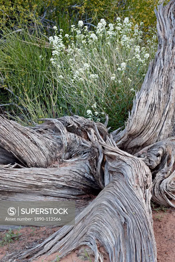 Fremont´s peppergrass Lepidium fremontii behind a weathered juniper trunk, Arches National Park, Utah, United States of America, North America