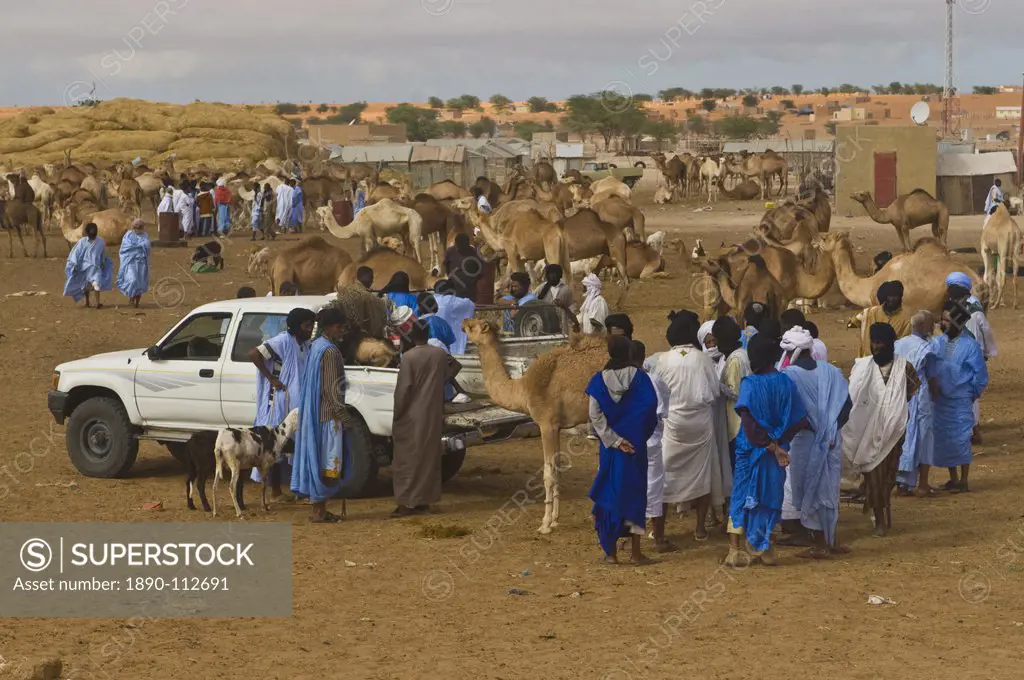 Men trading camels at the camel market of Nouakchott, Mauritania, Africa