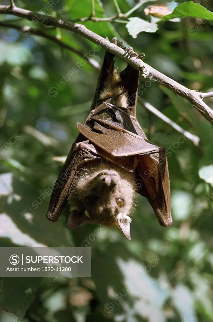 Bat, Kenya, East Africa, Africa