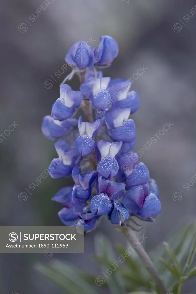 Miniature Lupine Lupinus bicolor, Shoshone National Forest, Wyoming, United States of America, North America