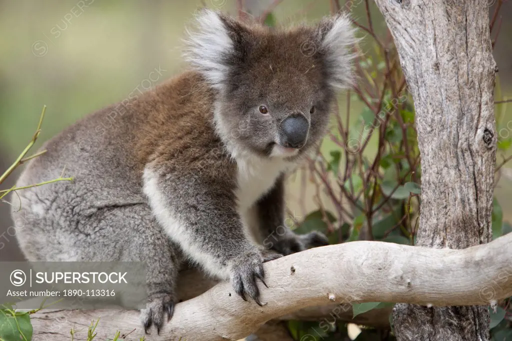 Koala Phascolarctos cinereus in a eucalyptus tree, Yanchep National Park, West Australia, Australia, Pacific