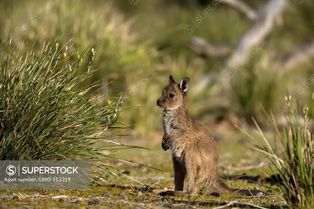 Kangaroo Island grey kangaroo Macropus fuliginosus, Flinders Chase National Park, Kangaroo Island, South Australia, Australia, Pacific