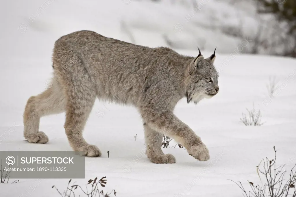 Canadian Lynx Lynx canadensis in snow in captivity, near Bozeman, Montana, United States of America, North America