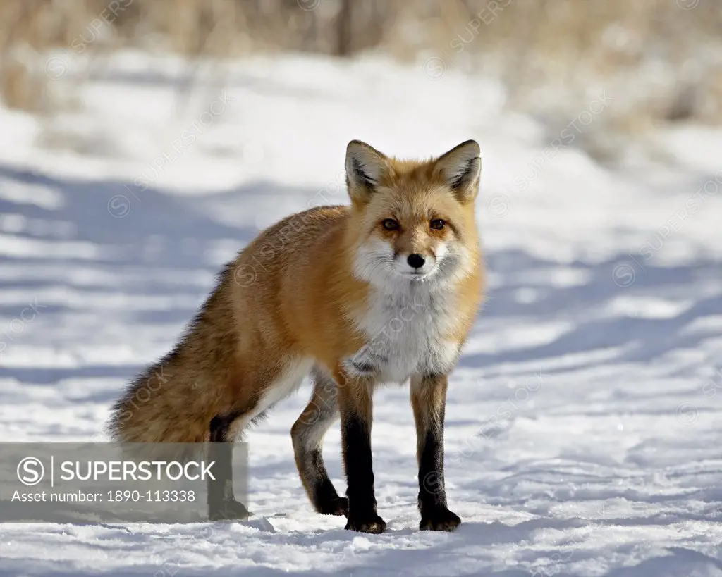 Red Fox Vulpes vulpes or Vulpes fulva in the snow, Prospect Park, Wheatridge, Colorado, United States of America, North America