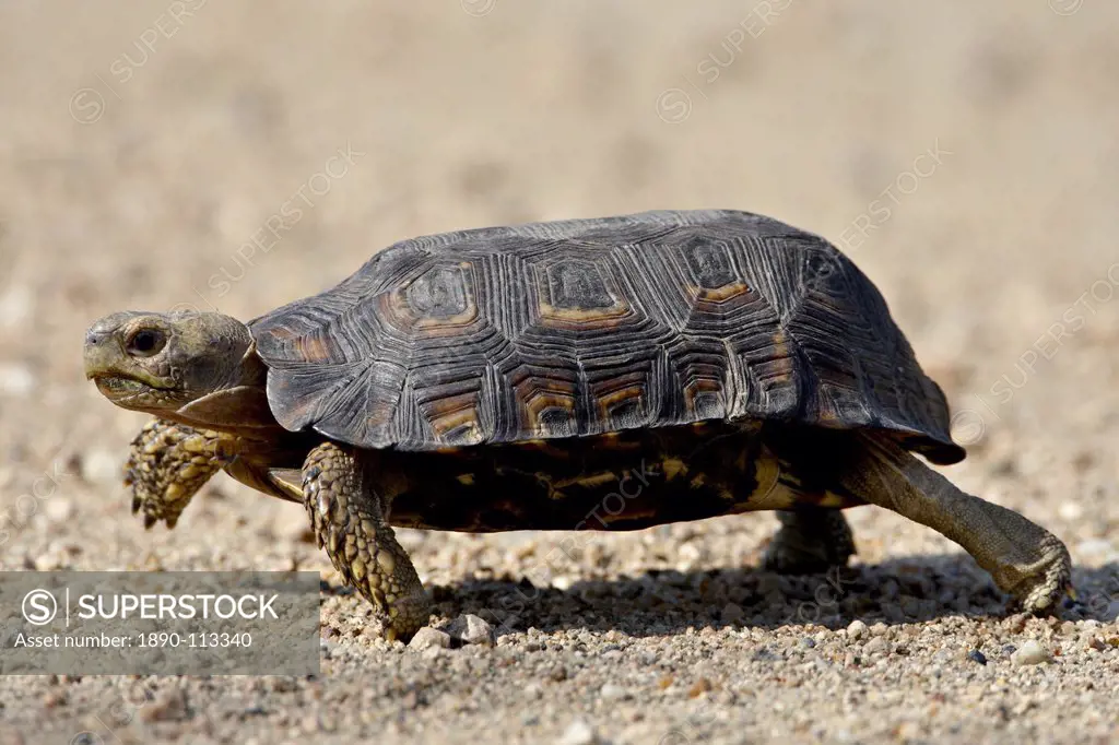Speke´s Hinged Tortoise Kinixys spekii, Kruger National Park, South Africa, Africa