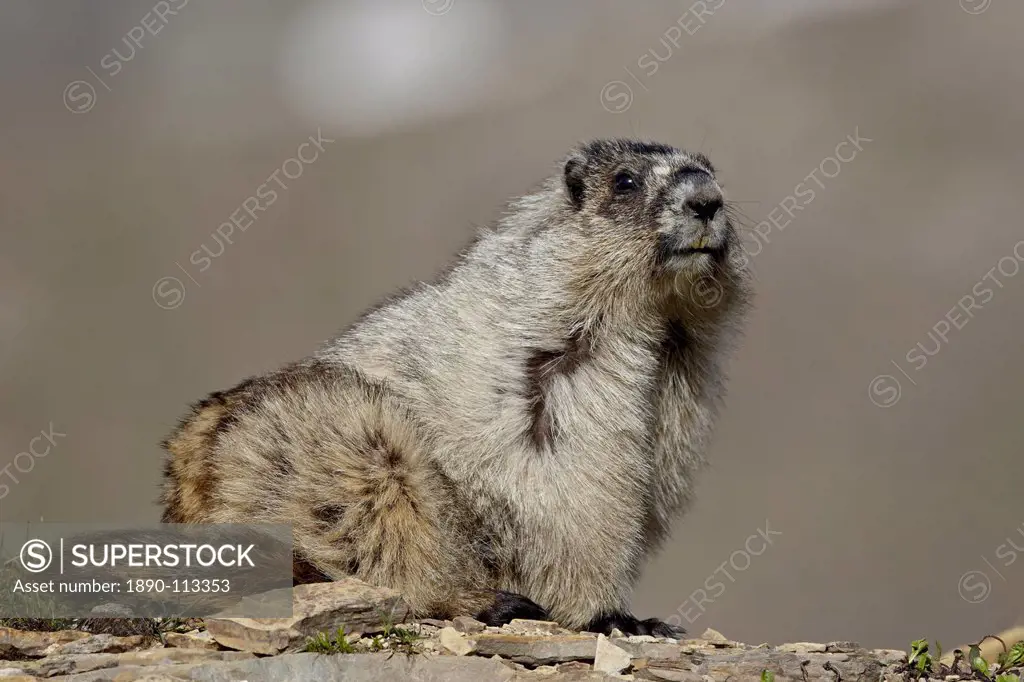 Hoary marmot Marmota caligata, Glacier National Park, Montana, United States of America, North America