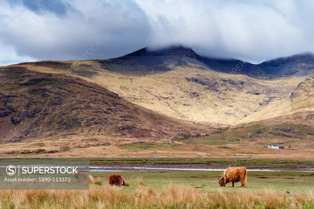 Highland cattle, Ben More in the distance, Isle of Mull, Scotland, United Kingdom, Europe