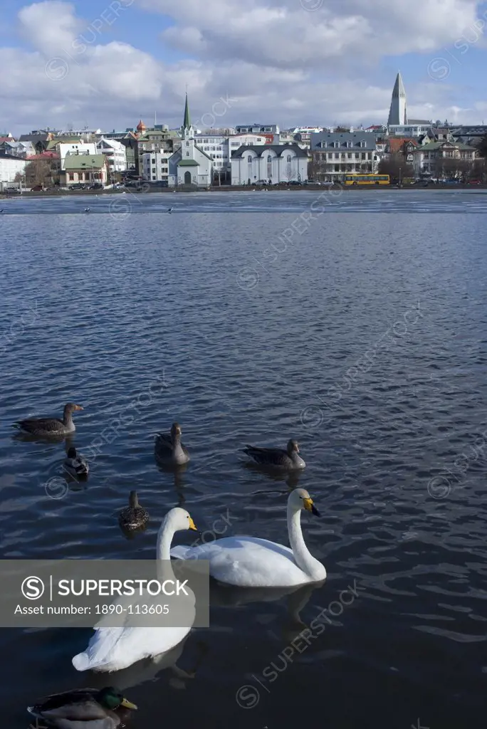 Swans and geese in Tjornin pond, with city behind, Reykjavik, Iceland, Polar Regions