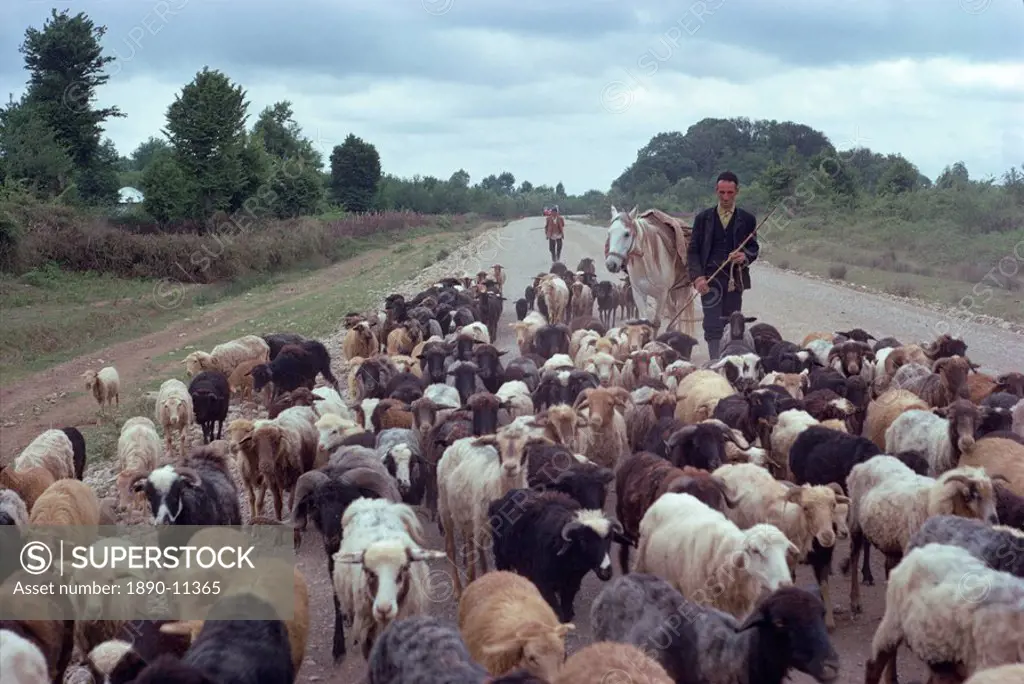 Shepherd herding sheep, Caspian, Iran formerly Persia, Middle East