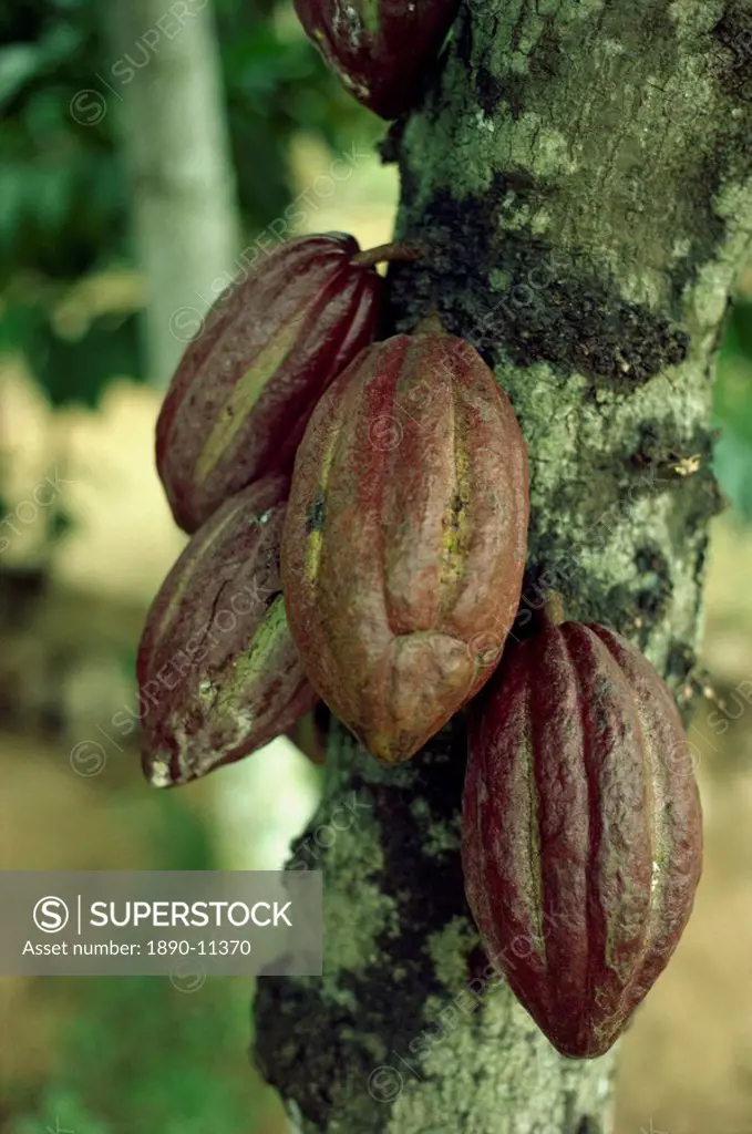 Close_up of cocoa pods on a tree in Sri Lanka, Asia