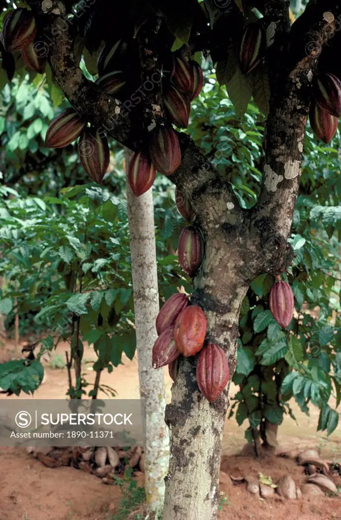 Cocoa pods on tree, Sri Lanka, Asia