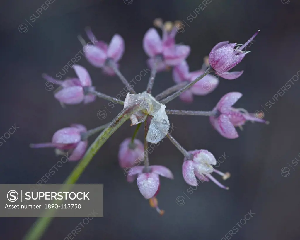 Nodding onion Allium cernuum, Glacier National Park, Montana, United States of America, North America