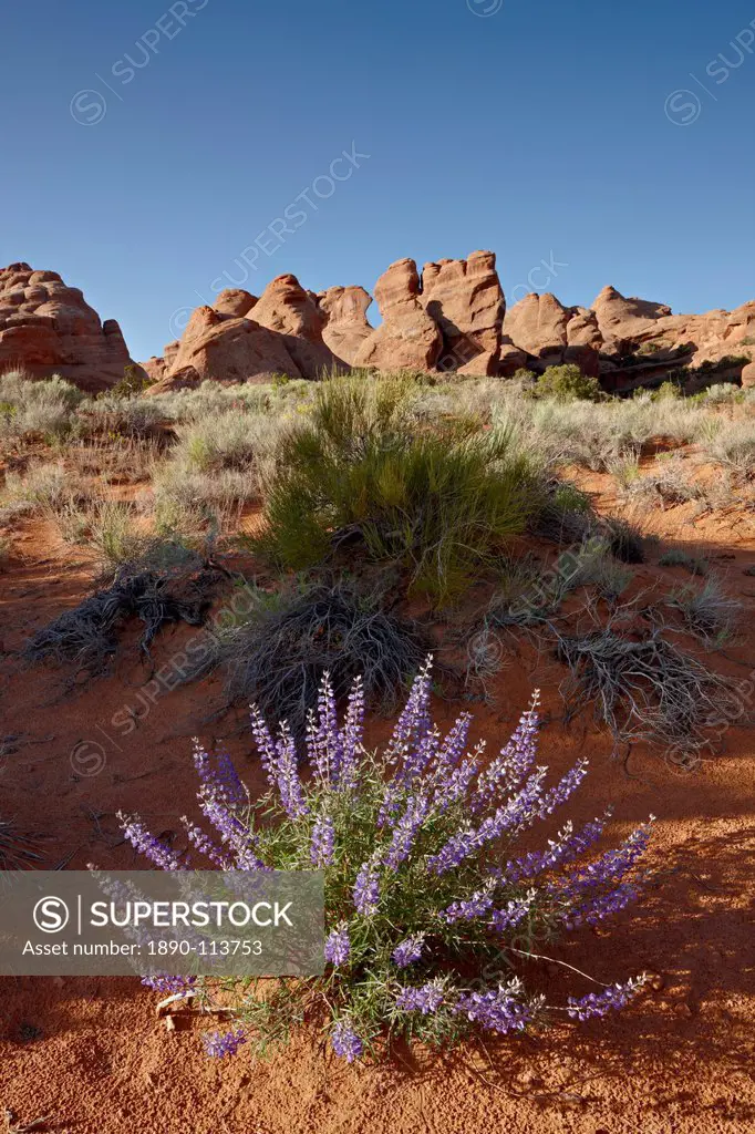 Silvery lupine Lupinus argenteus with red rock fins, Arches National Park, Utah, United States of America, North America