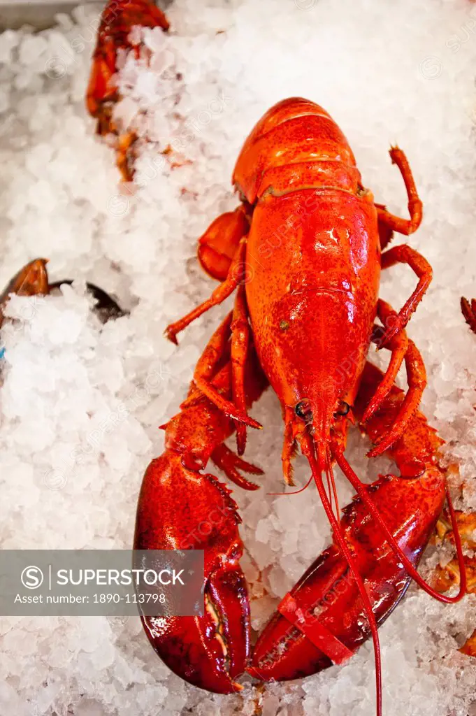Lobster for sale in Alma, New Brunswick, Canada, North America