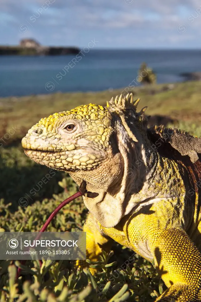 Galapagos land iguana Conolophus subcristatus, Islas Plaza lPlaza island, Galapagos Islands, UNESCO World Heritage Site, Ecuador, South America