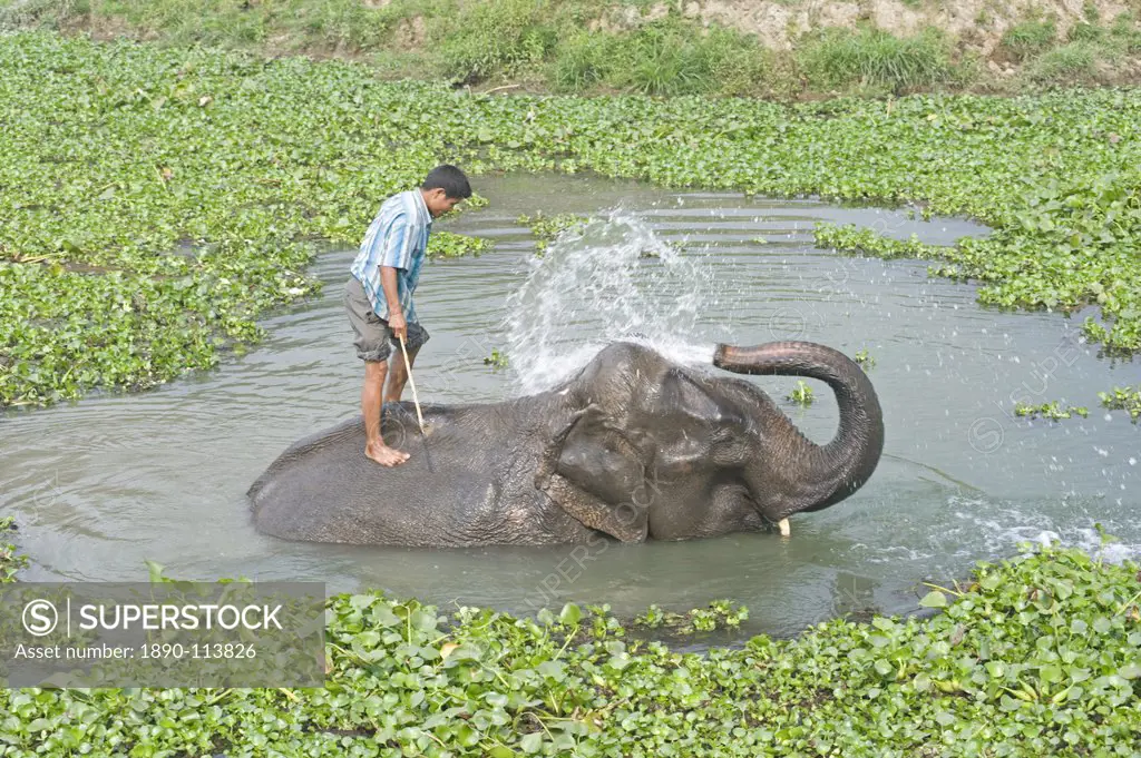 Elephant spraying herself and the mahout whilst bathing in water surrounded by water hyacinth, Kaziranga, Assam, India, Asia