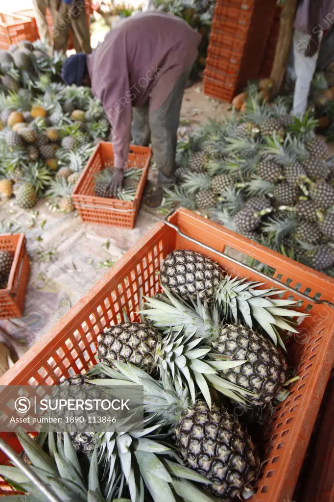 Pineapple production, Togo, West Africa, Africa