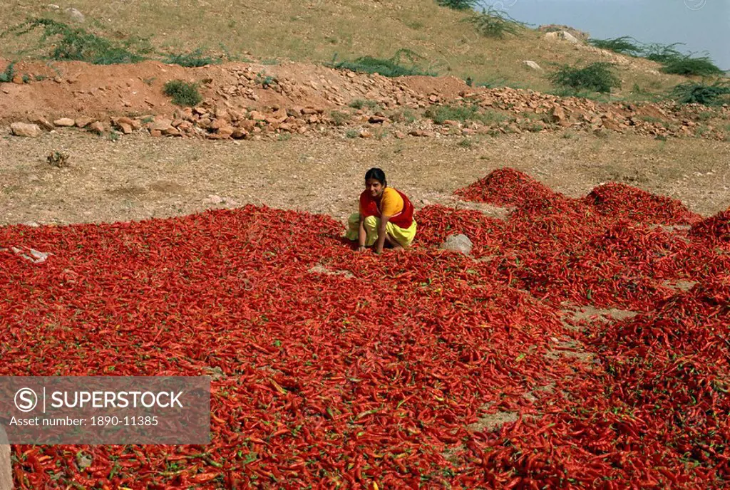 Chillies, Rajasthan state, India, Asia