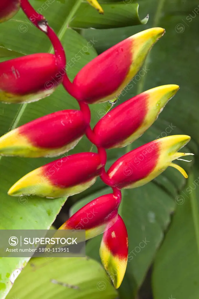 Heliconia pendula, a flowing plant native to tropical areas, St. Lucia, West Indies, Caribbean, Central America