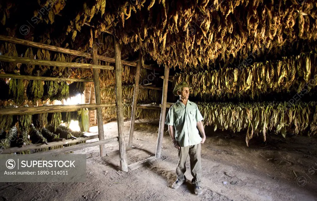 Tobacco farmer standing in his tobacco drying hut against rows of drying tobacco leaves hung on wooden racks, Vinales Valley, Pinar Del Rio, Cuba, Wes...
