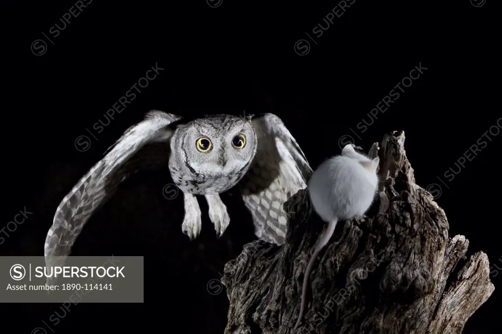 Western screech_owl Megascops kennicottii in flight, The Pond, Amado, Arizona, United States of America, North America