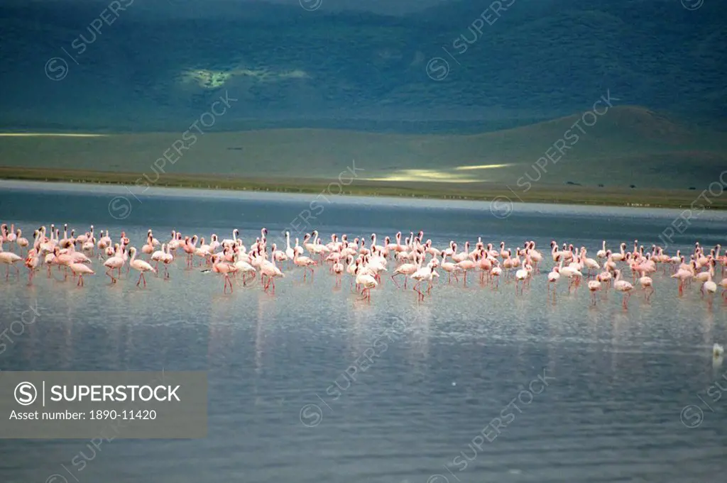 Flamingoes, Serengeti National Park, UNESCO World Heritage Site, Tanzania, East Africa, Africa