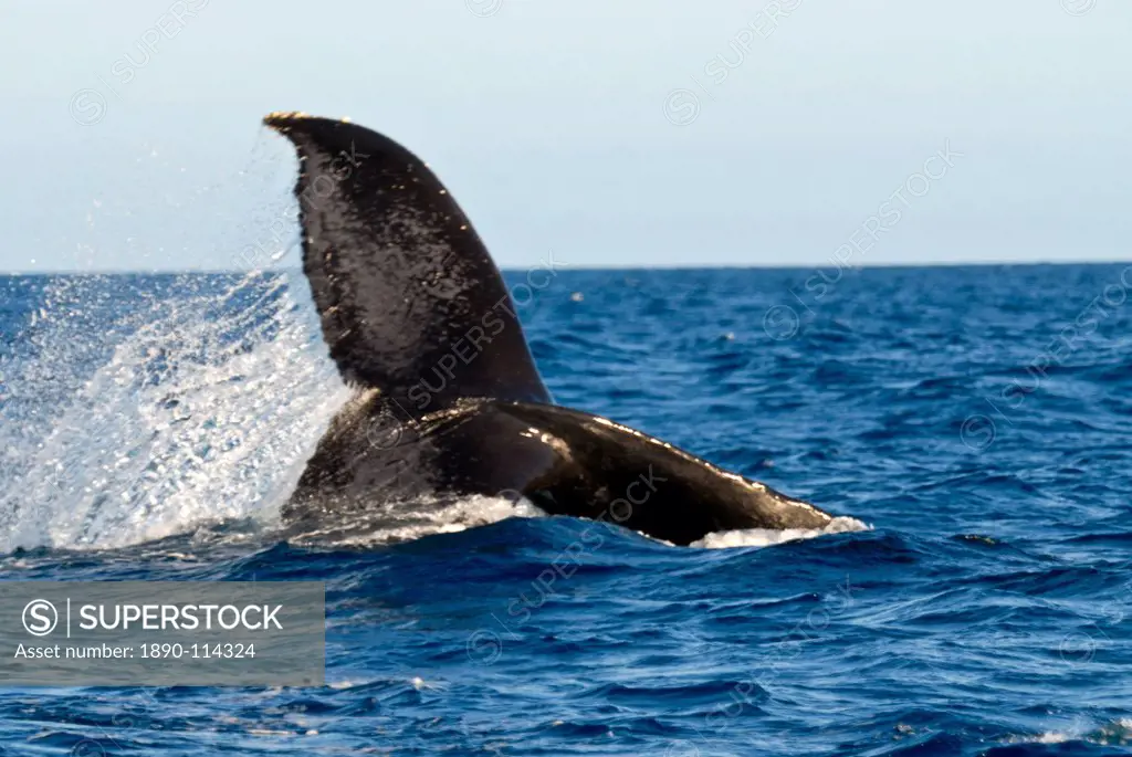 Humpback whale Megaptera novaeangliae, Ile Sainte Marie, Madagascar, Indian Ocean, Africa
