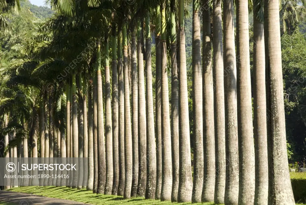 Peradeniya Botanic Gardens, Kandy, Hill Country, Sri Lanka, Asia