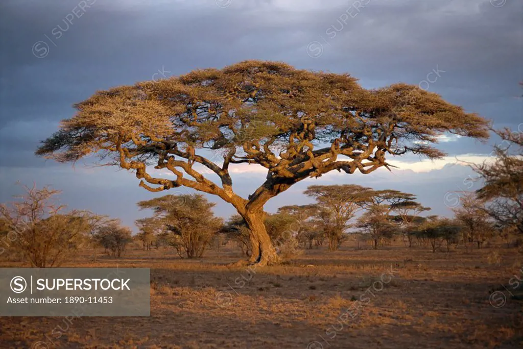 Acacia tree Acacia Tortilis, Serengeti, Tanzania, East Africa, Africa