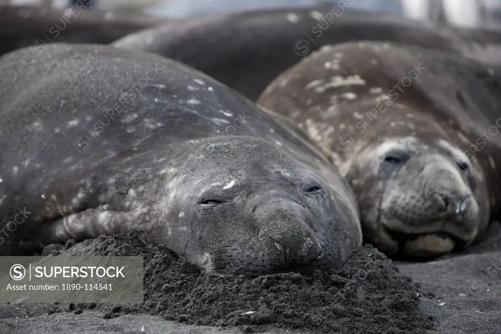 Southern elephant seal Mirounga leonina, Gold Harbour, South Georgia, Antarctic, Polar Regions