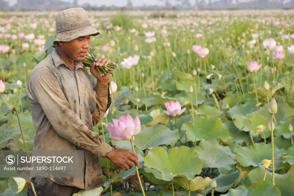 Lotus farmer, Siem Reap, Cambodia, Indochina, Southeast Asia, Asia