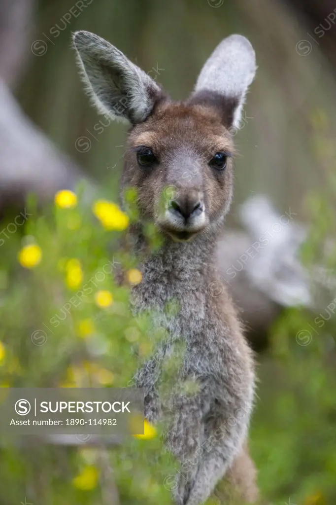 Western gray kangaroo Macropus fuliginosus, Yanchep National Park, West Australia, Australia, Pacific