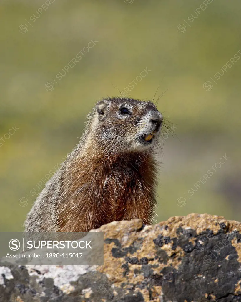 Yellowbelly marmot Yellow_bellied marmot Marmota flaviventris, Shoshone National Forest, Wyoming, United States of America, North America