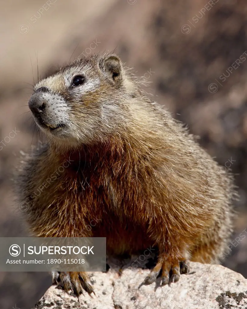 Yellowbelly marmot Yellow_bellied marmot Marmota flaviventris, Shoshone National Forest, Wyoming, United States of America, North America