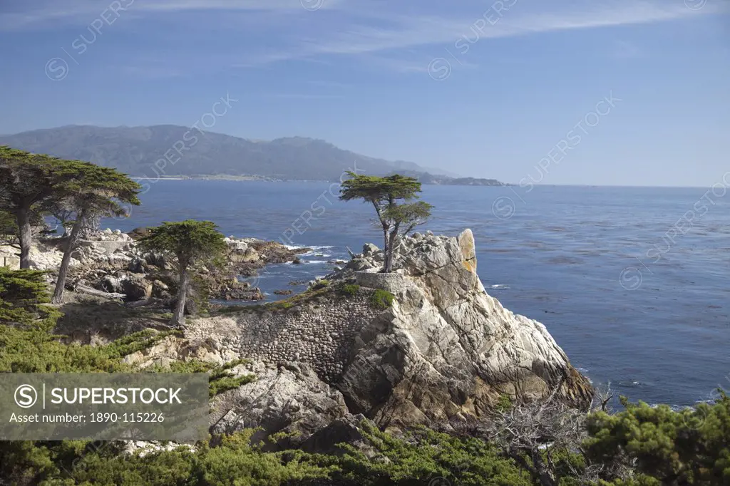Lonely pine on 17 Mile Drive near Monterey, California, United States of America, North America