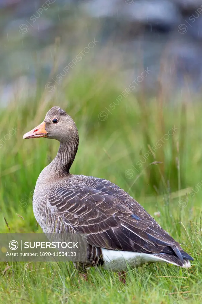 Greylag goose (Anser anser), Isle of Mull, Inner Hebrides and Western Isles, Scotland, United Kingdom, Europe