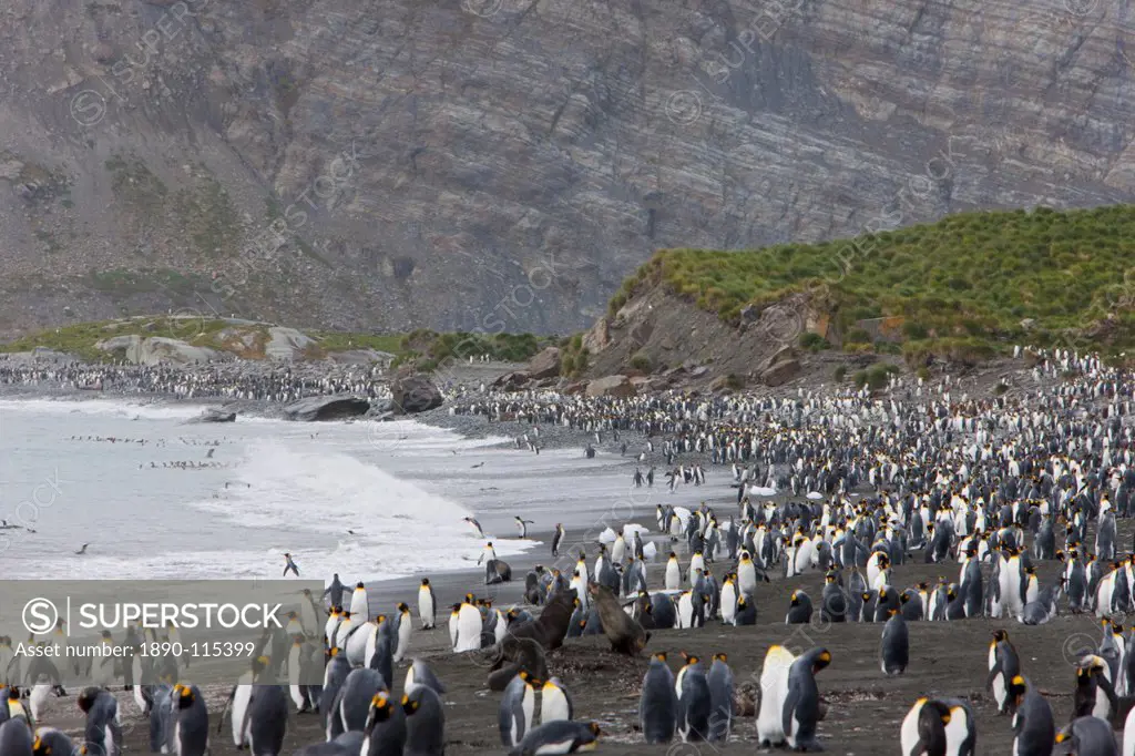 Colony of king penguins Aptenodytes patagonicus, Gold Harbour, South Georgia, Antarctic, Polar Regions