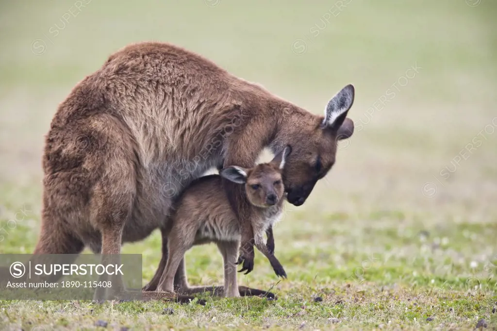 Kangaroo Island grey kangaroo Macropus fuliginosus with joey, Kelly Hill Conservation, Kangaroo Island, South Australia, Australia, Pacific