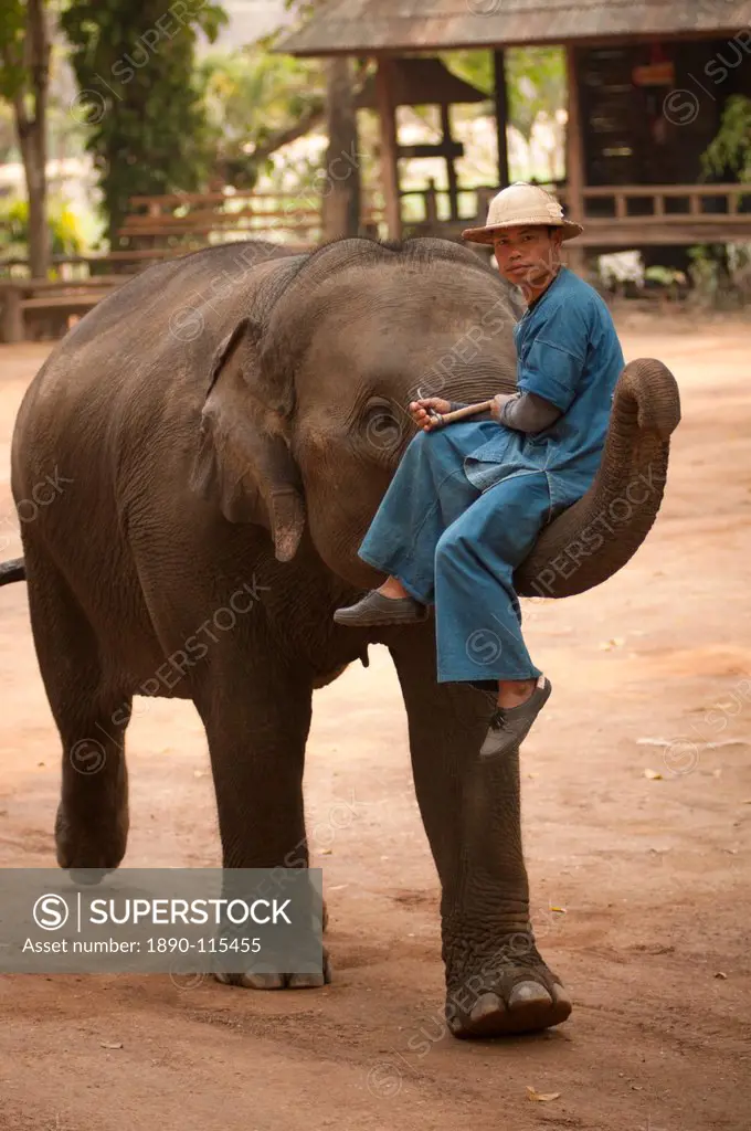 Elephant Conservation Center, Lampang, Thailand, Southeast Asia, Asia
